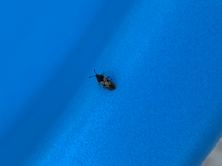 Adult hairy chinch bug