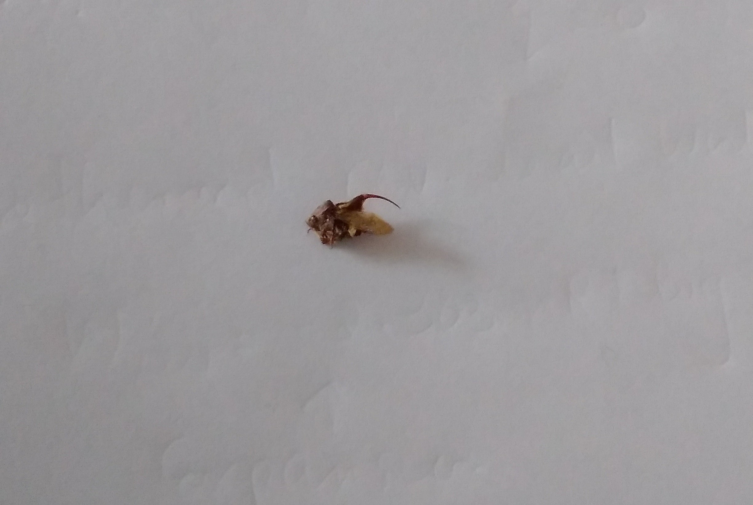 Treehopper