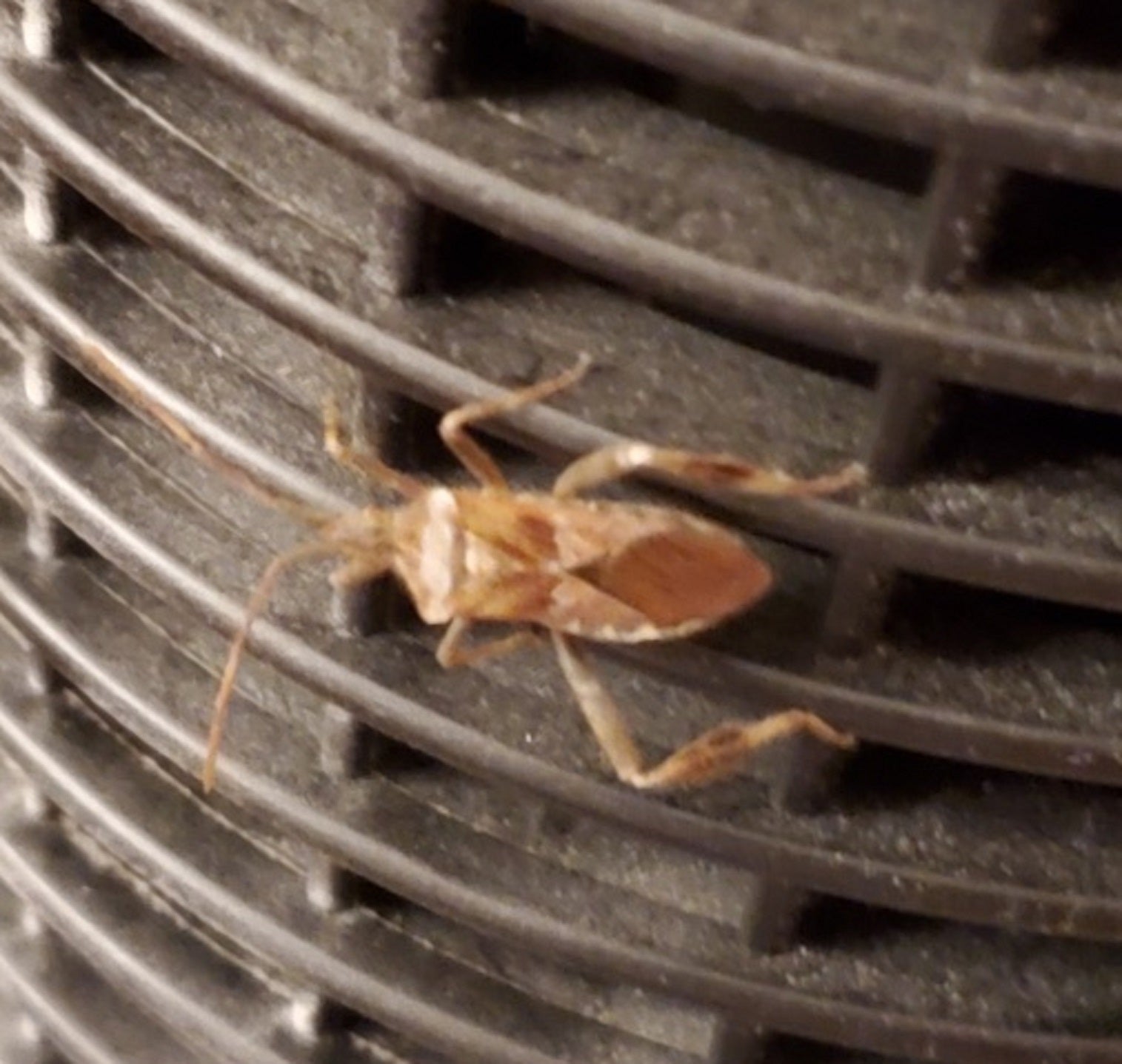 Western conifer seed bug