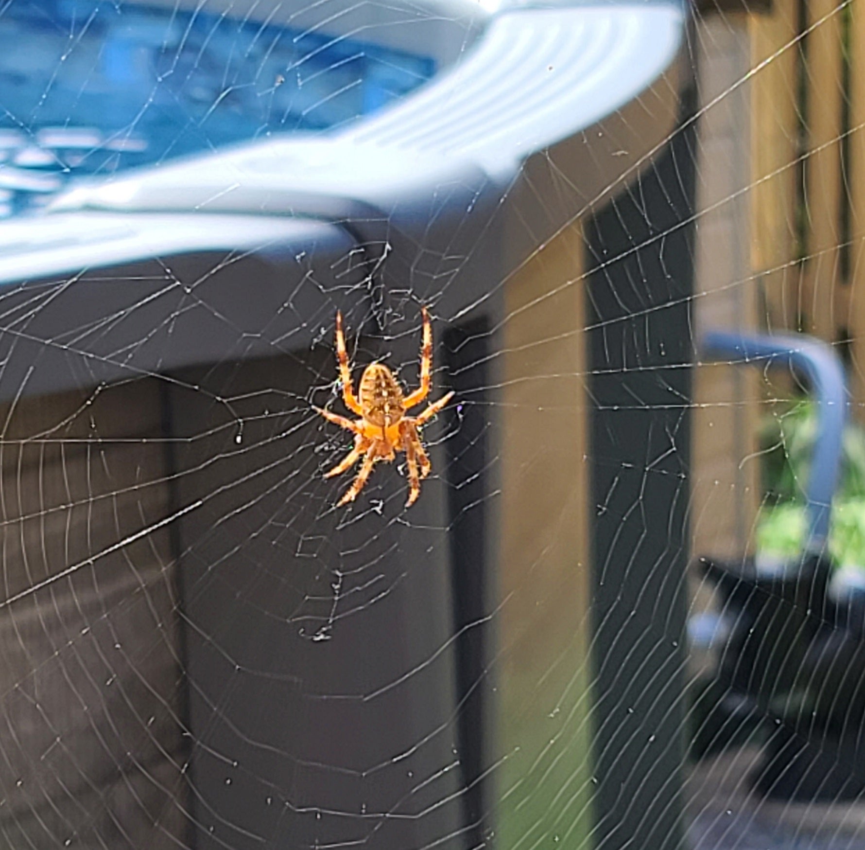 Cross orb weaver