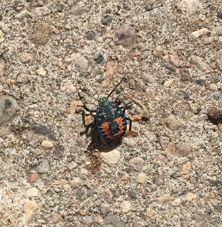 Nymph of a stink bug