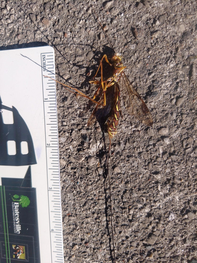Giant ichneumon wasp