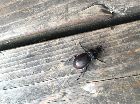 European ground beetle