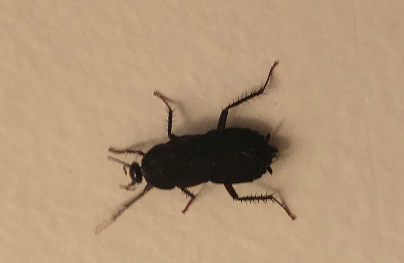Oriental cockroach