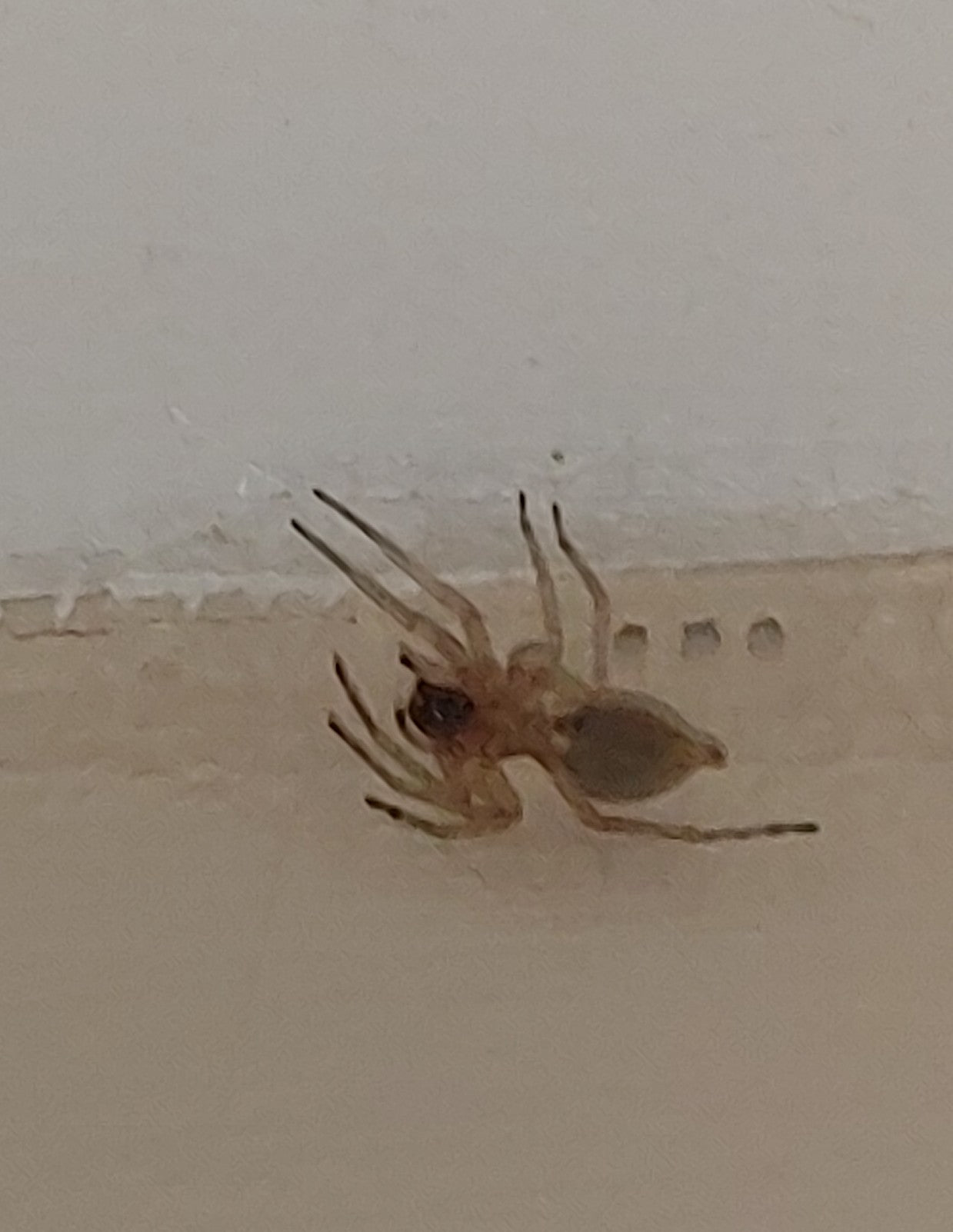 Sac Spider