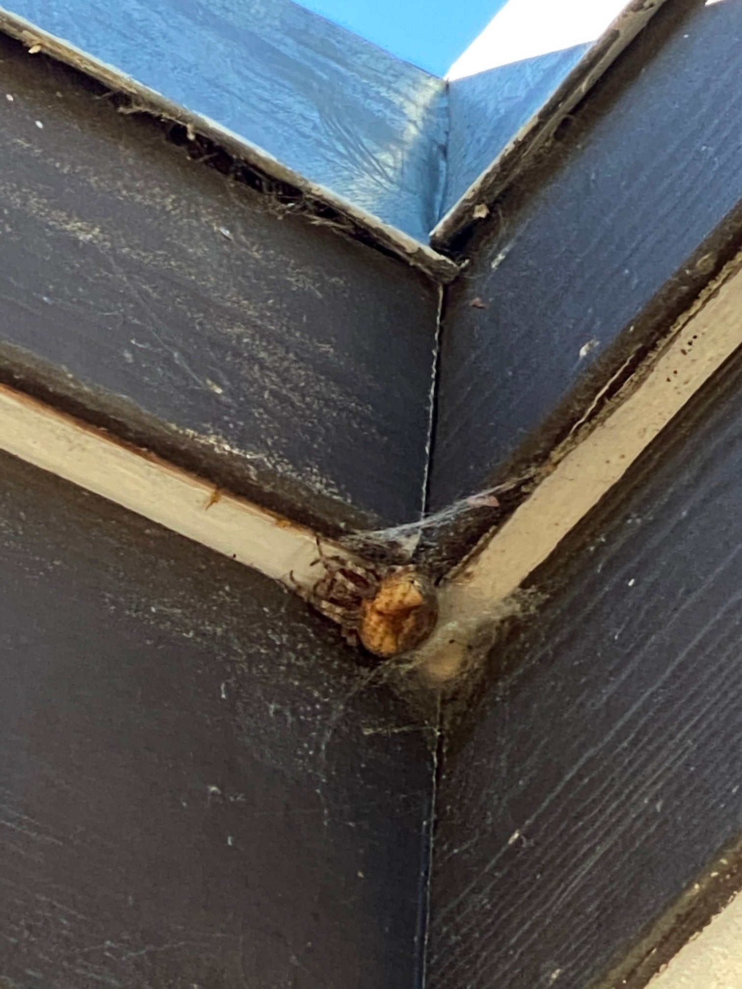 Orb weaving spider