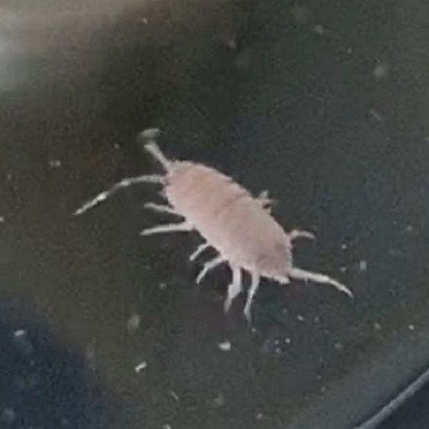 Sowbug