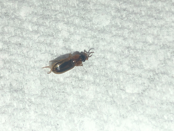 Ground beetle