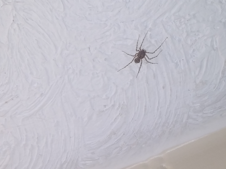 Spitting spider