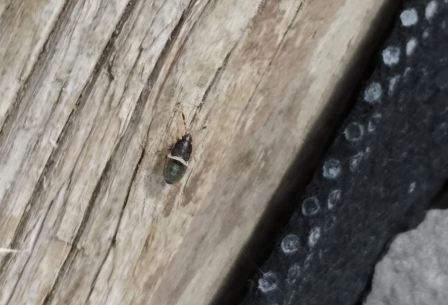 Nymph of a hairy chinch bug