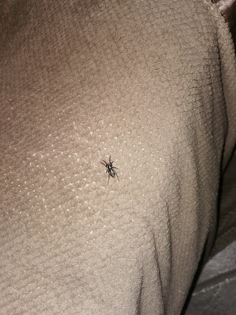 Eastern parson spider