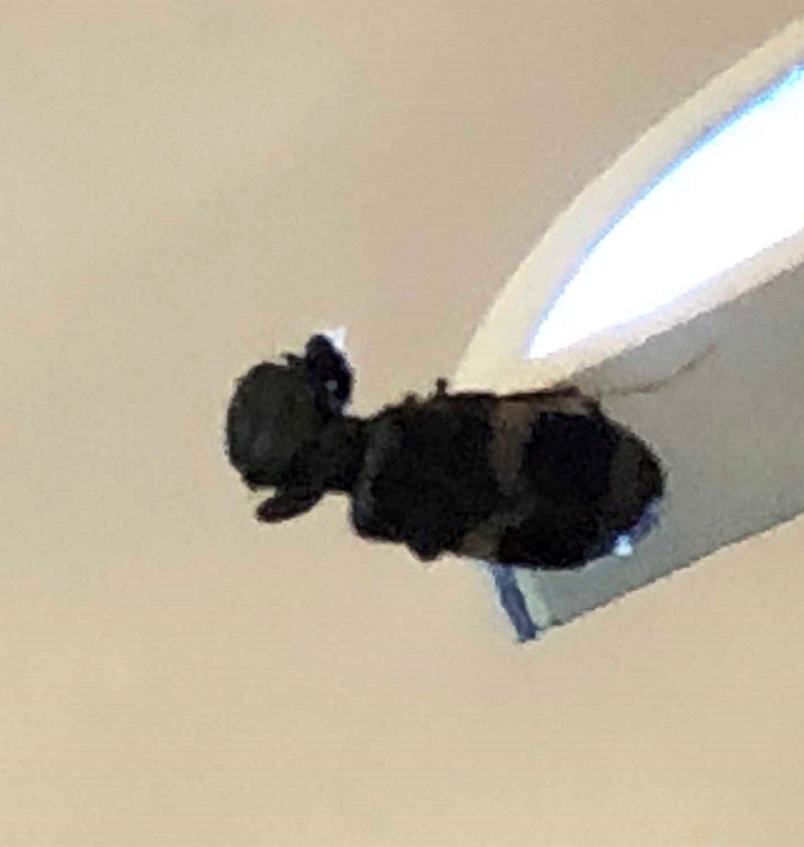 Checkered beetle