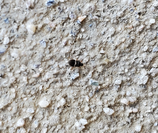 Nymphs of the hairy chinch bug