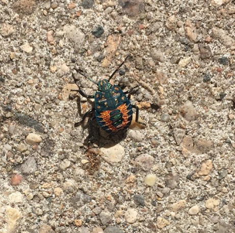 Nymph of a stink bug