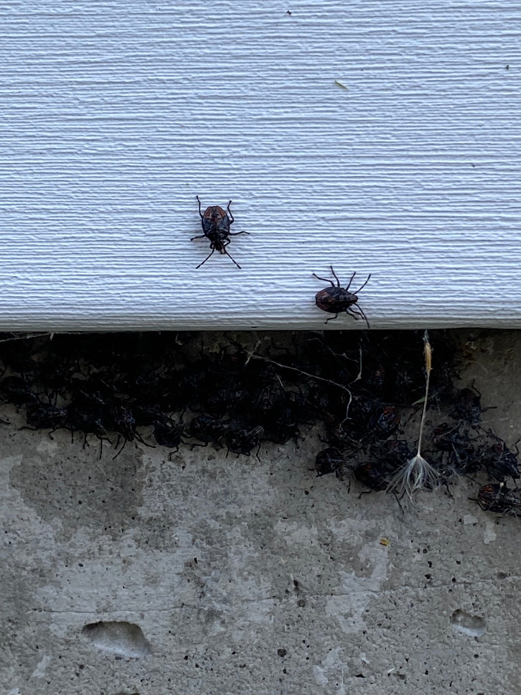 White-margined burrowing bug