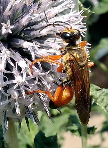 Great golden digger wasp