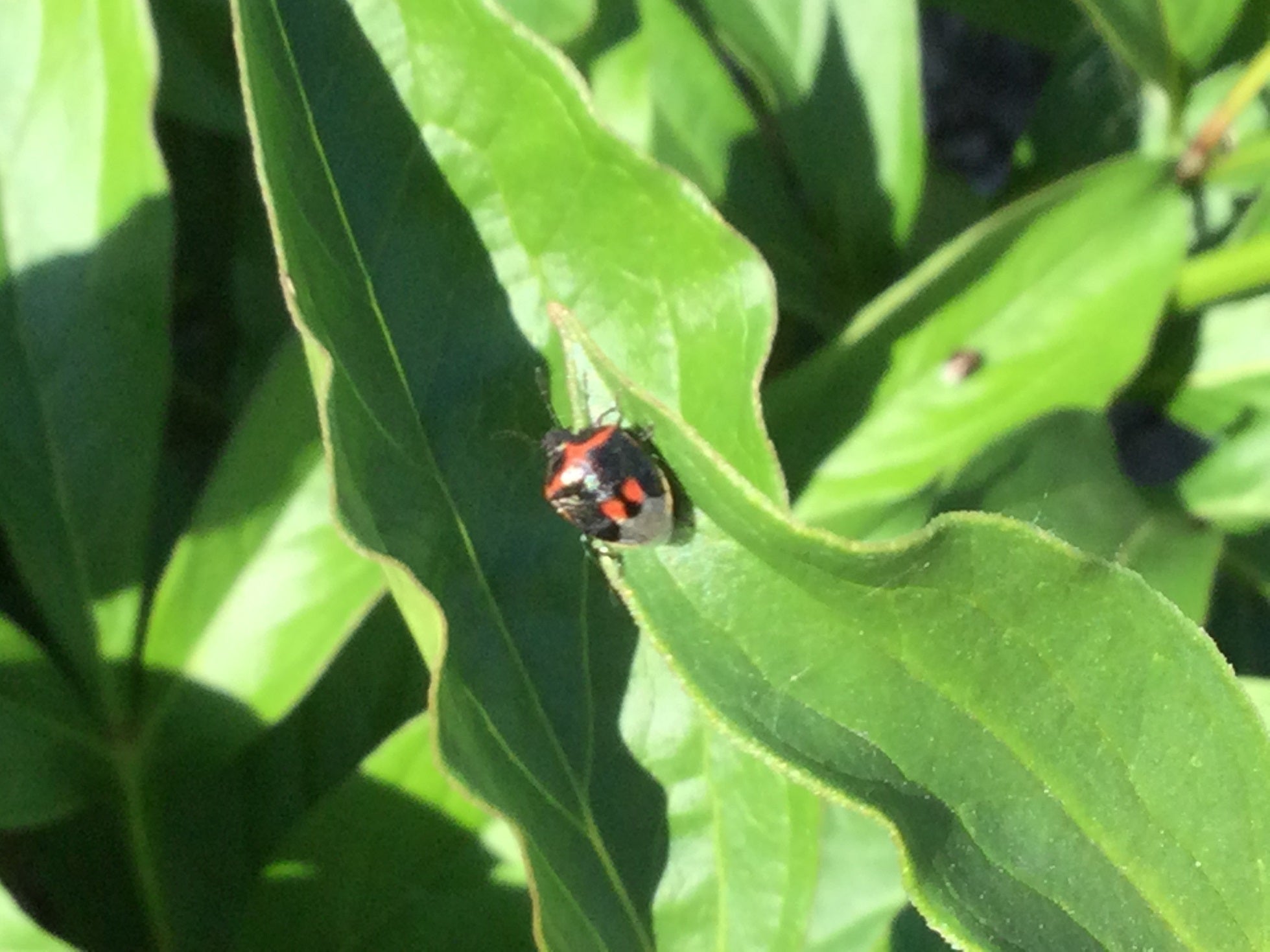Twice-stabbed stink bug
