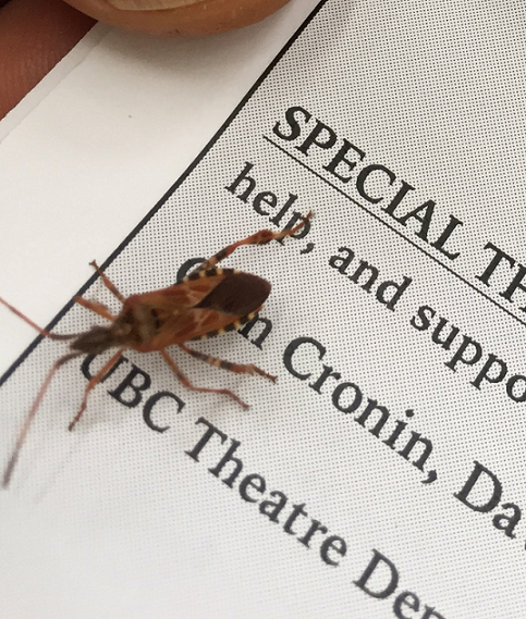 Western conifer seed bug