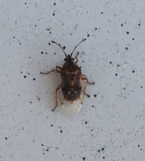 Birch catkin bug