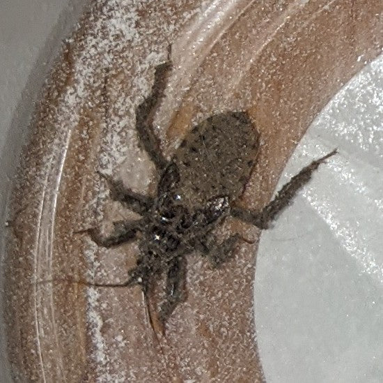 Nymph of an assassin bug