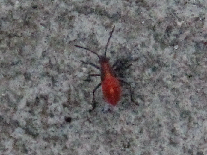 Nymph of an Eastern Boxelder Bug