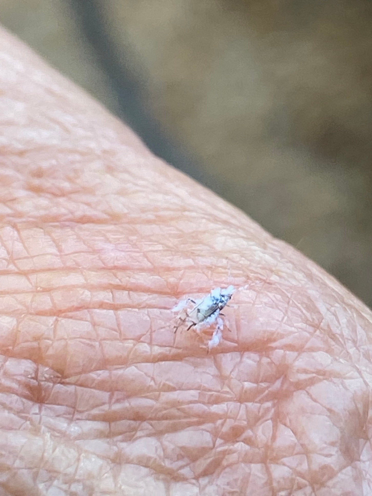 Woolly aphid