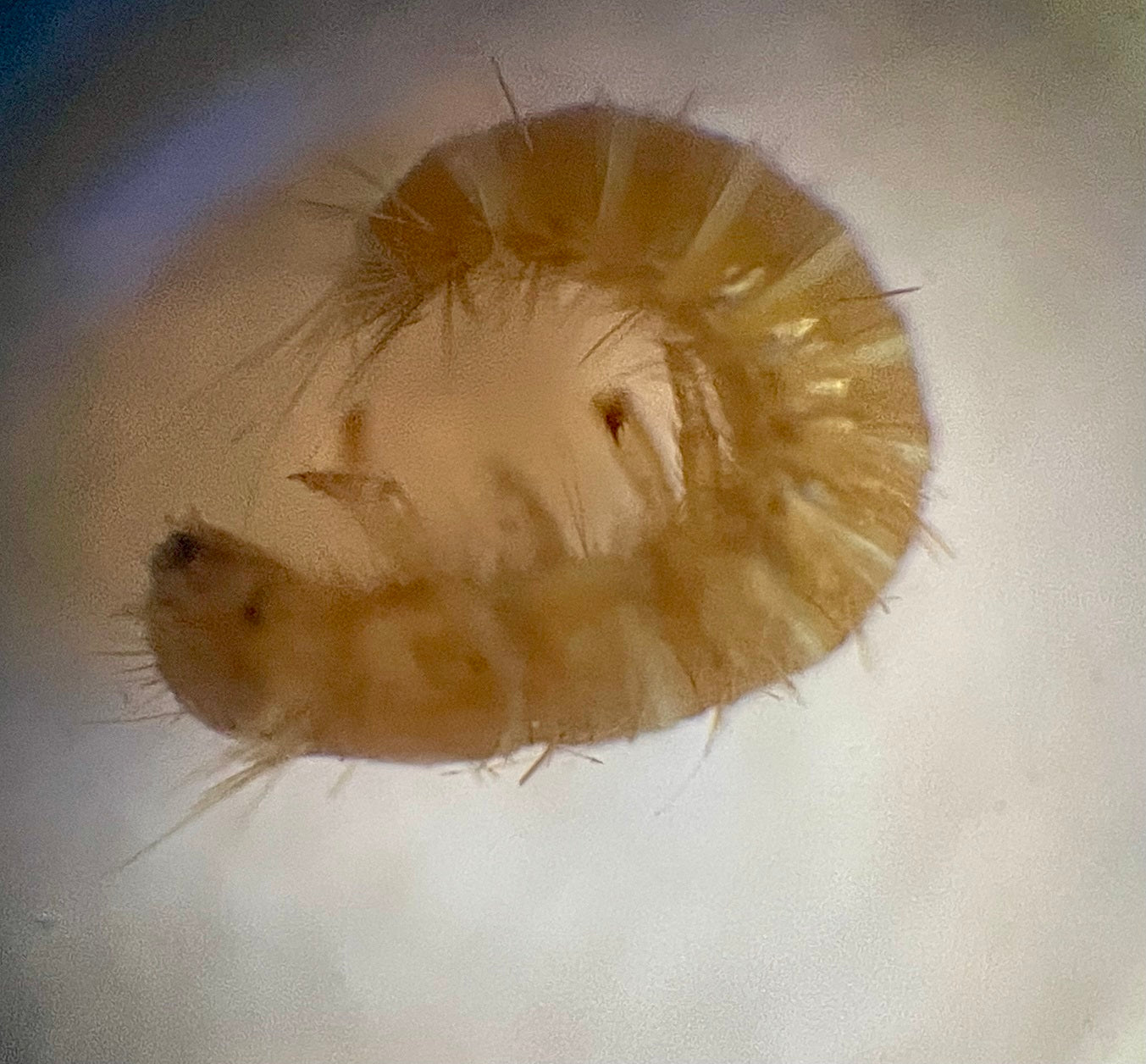 Larva of a dermestid beetle