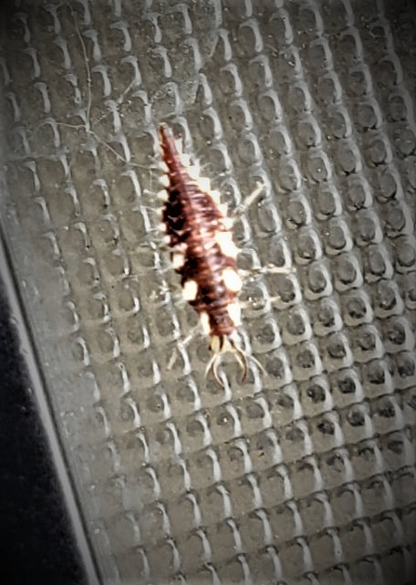 Larva of a green lacewing