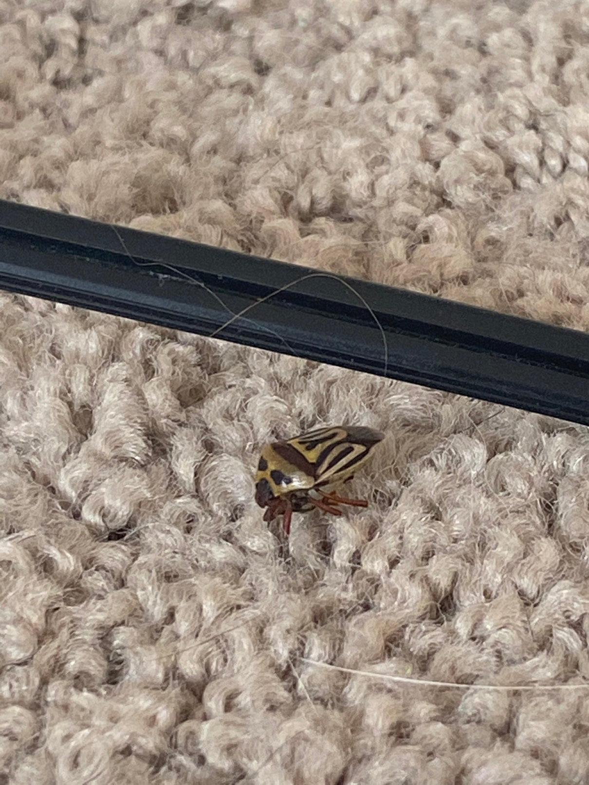 Two-spotted stink bug