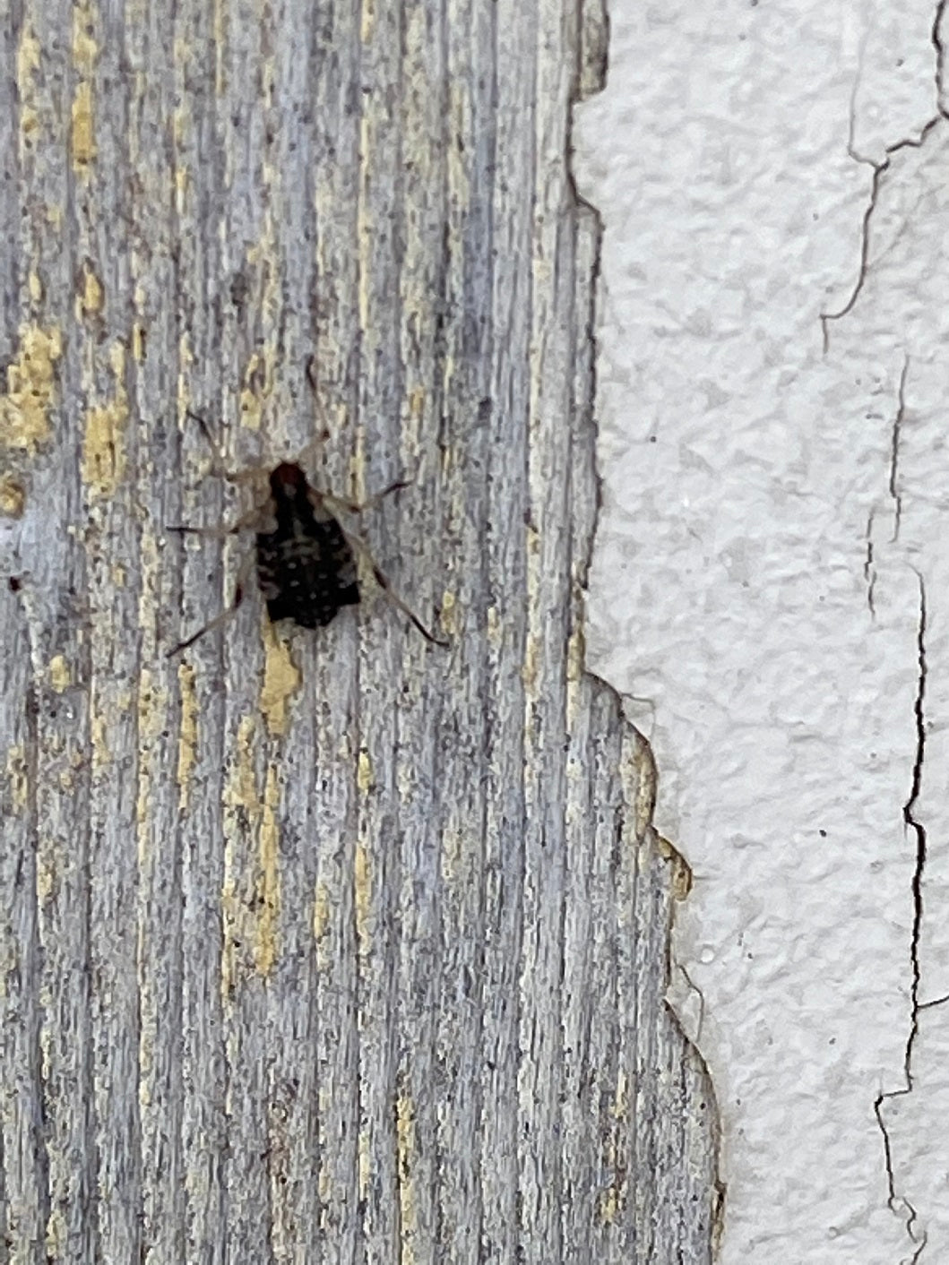 Aphid