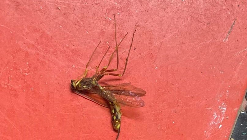 Giant ichneumon wasp