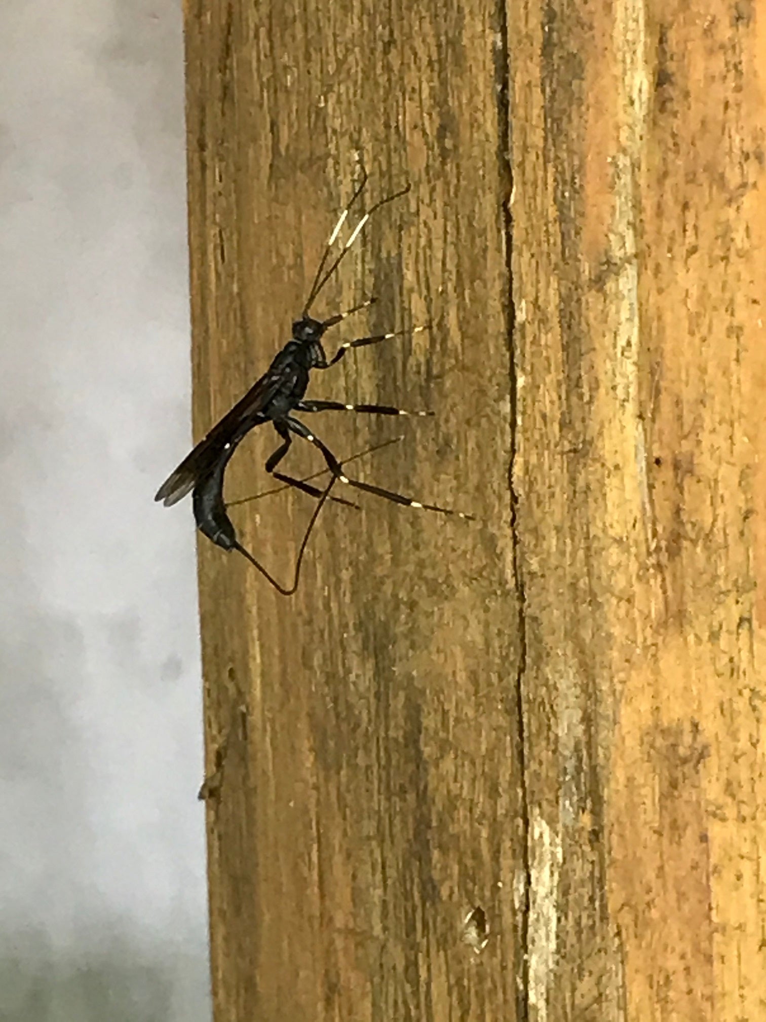 Female ichneumon wasp