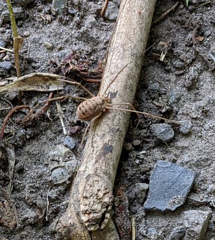 Harvestman