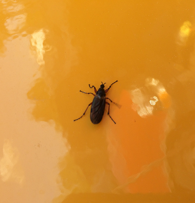March fly