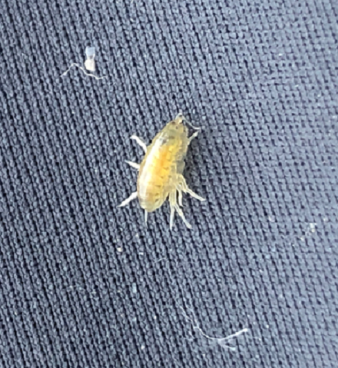 Amphipod