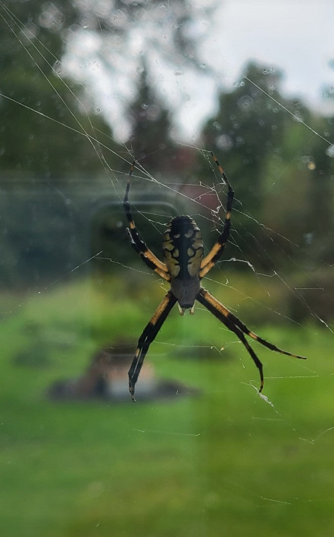 Argiope aurantia