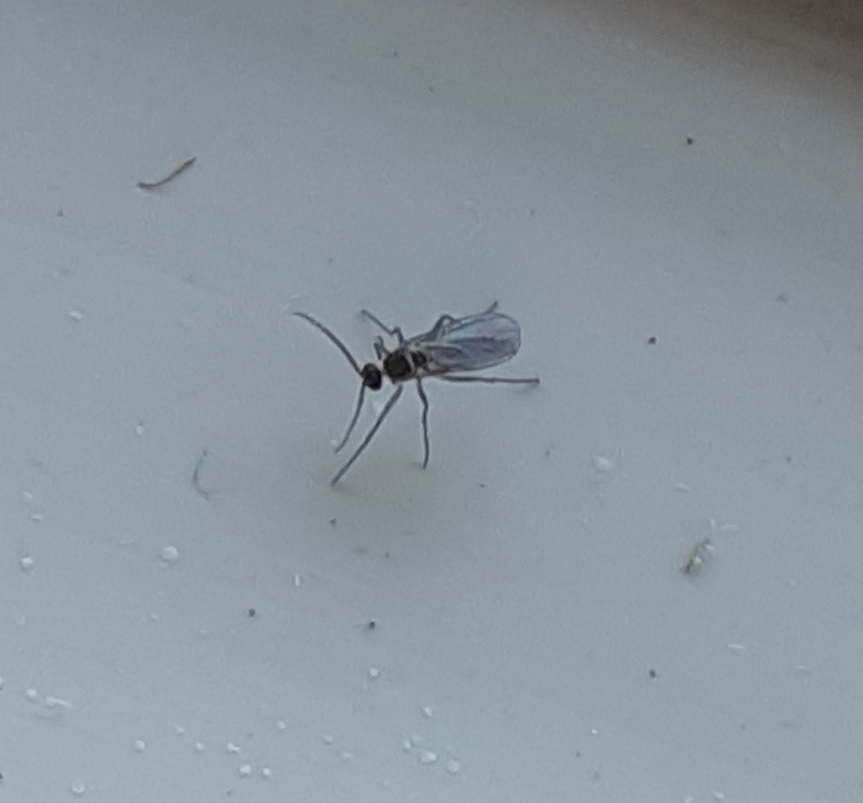 Fungus gnat