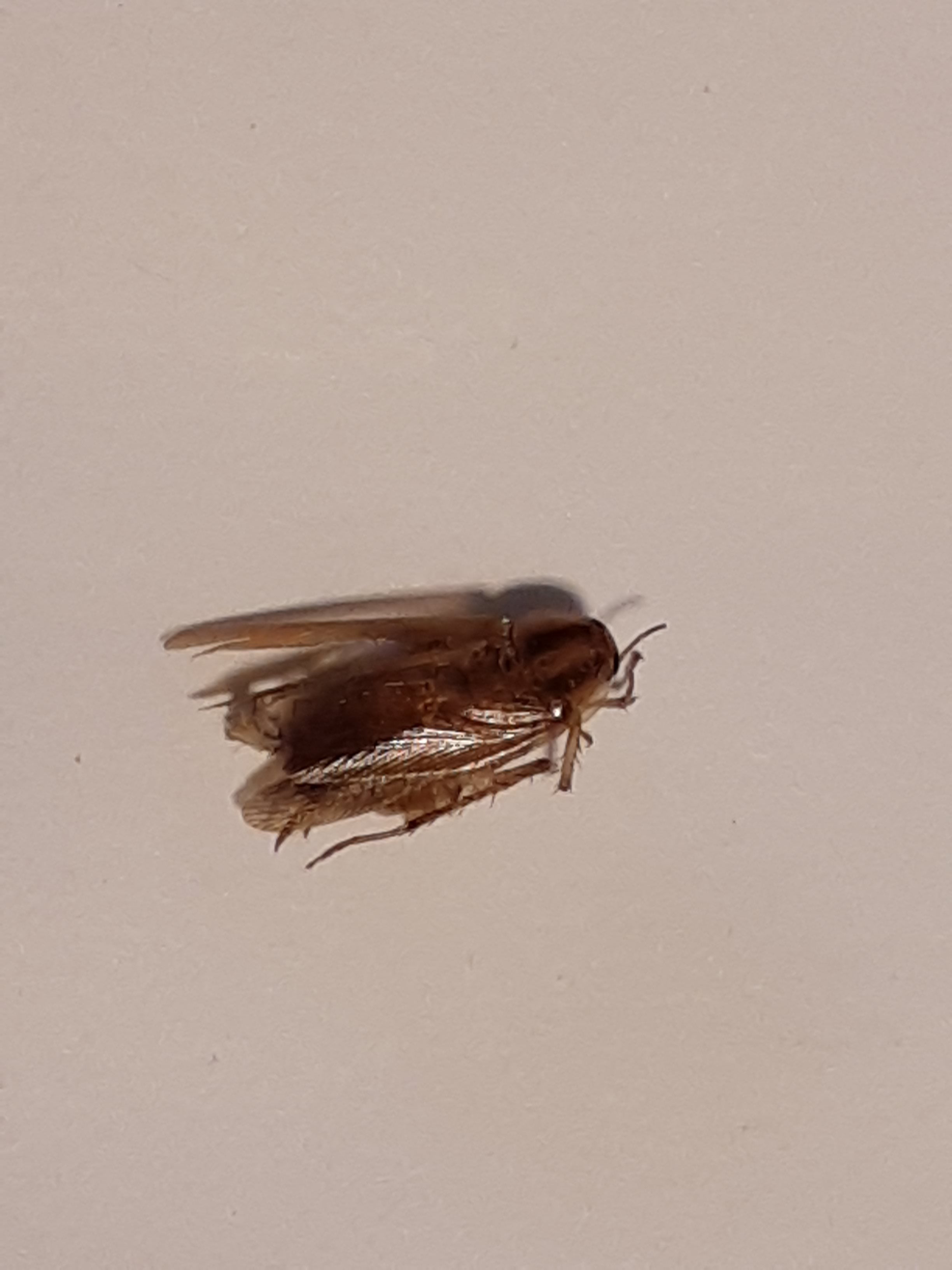 German cockroach