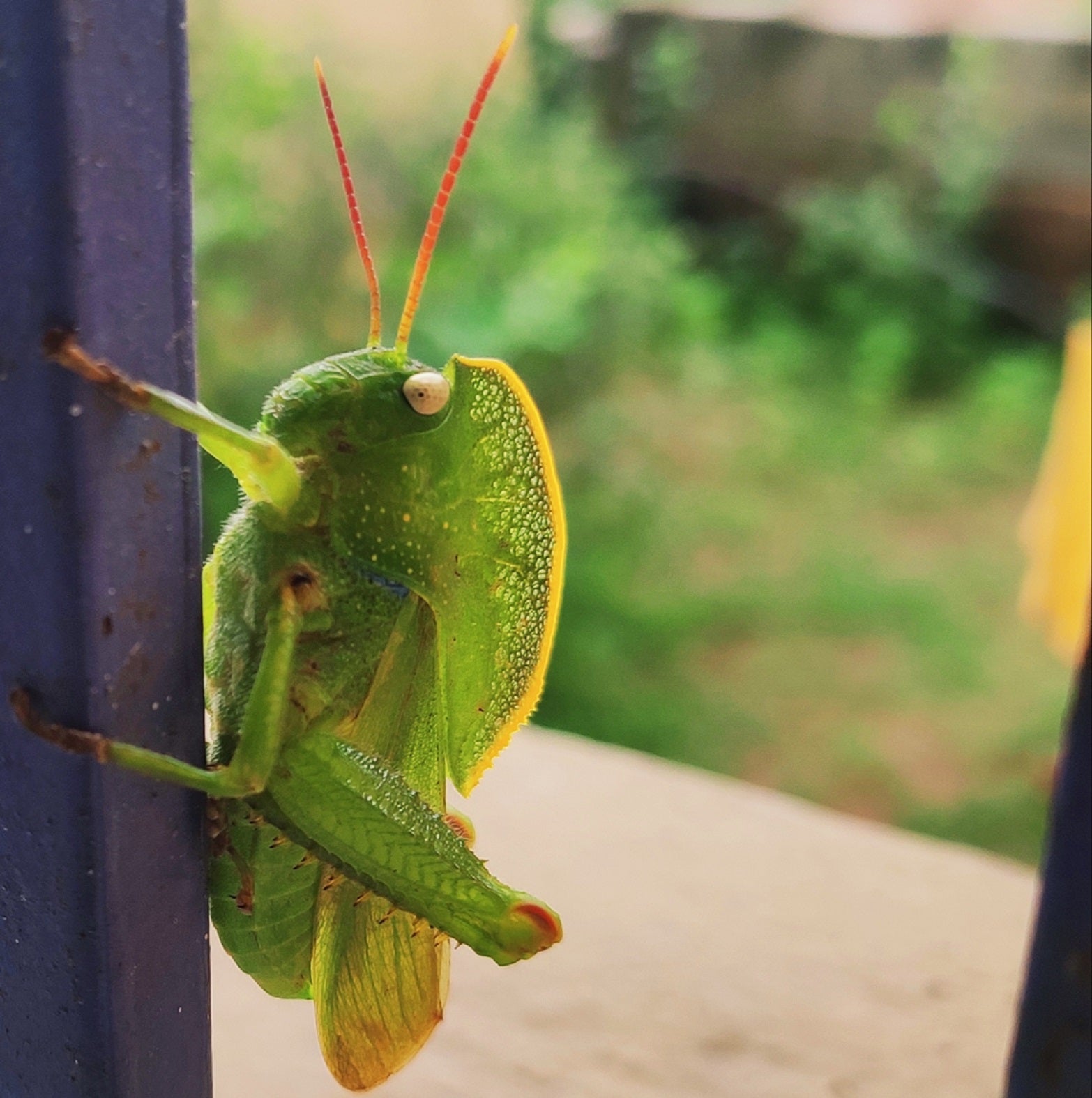 Hooded grasshopper