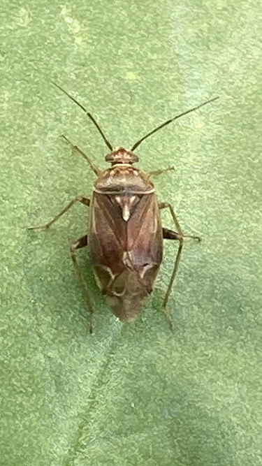 Tarnished plant bug
