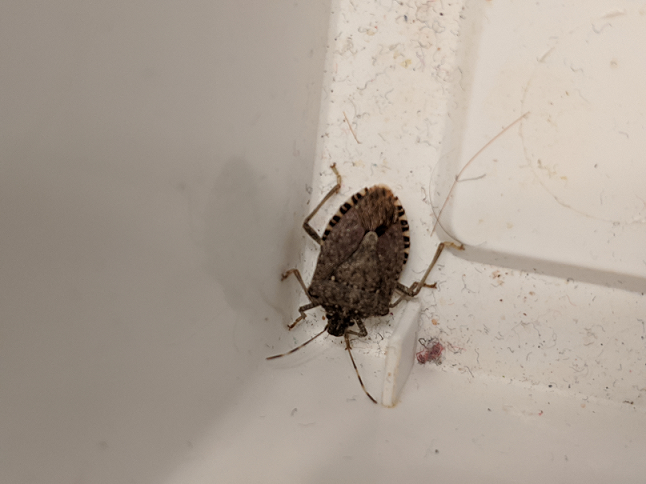 Brown marmorated stink bug