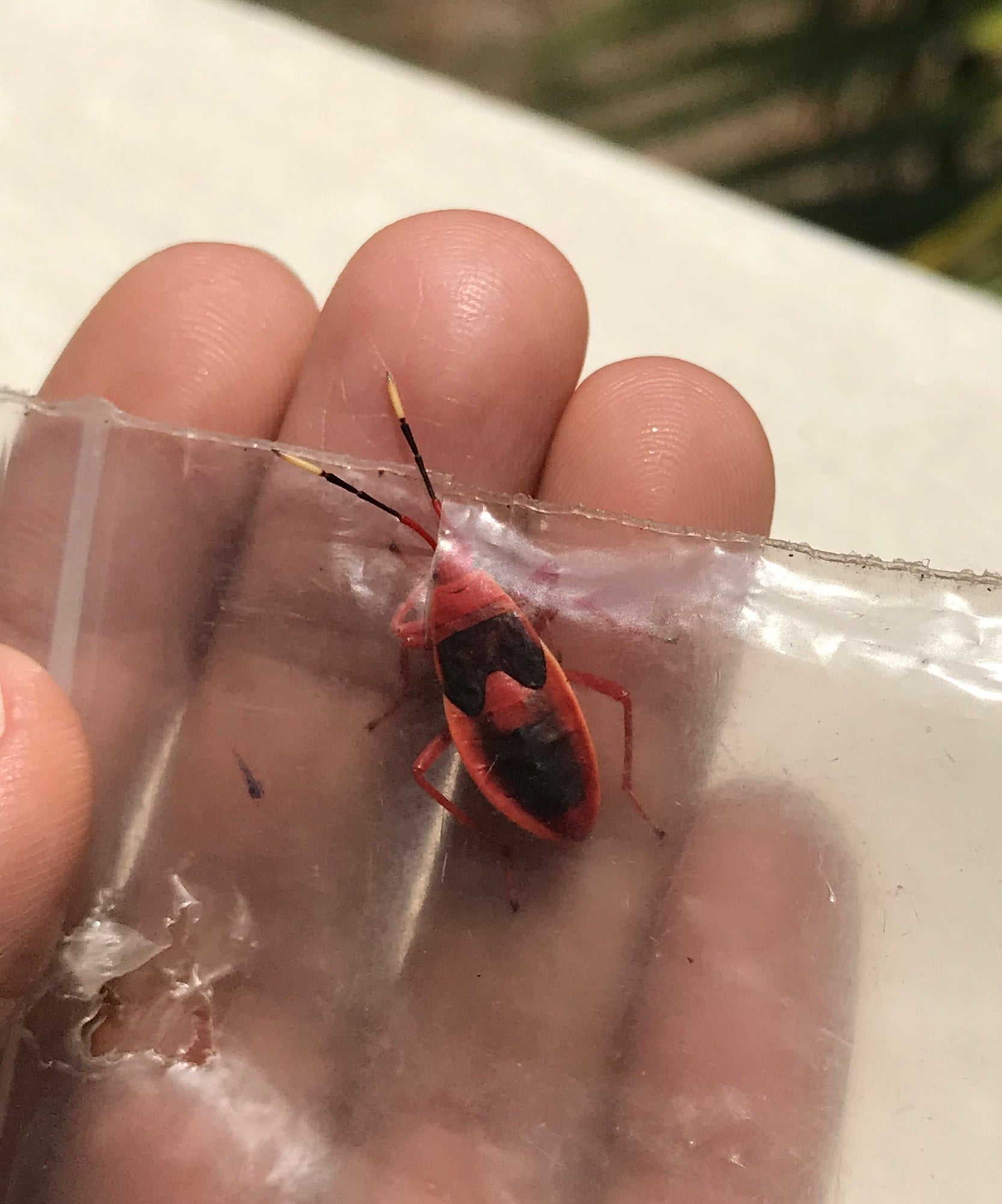 Nymph of Indian Red Bug