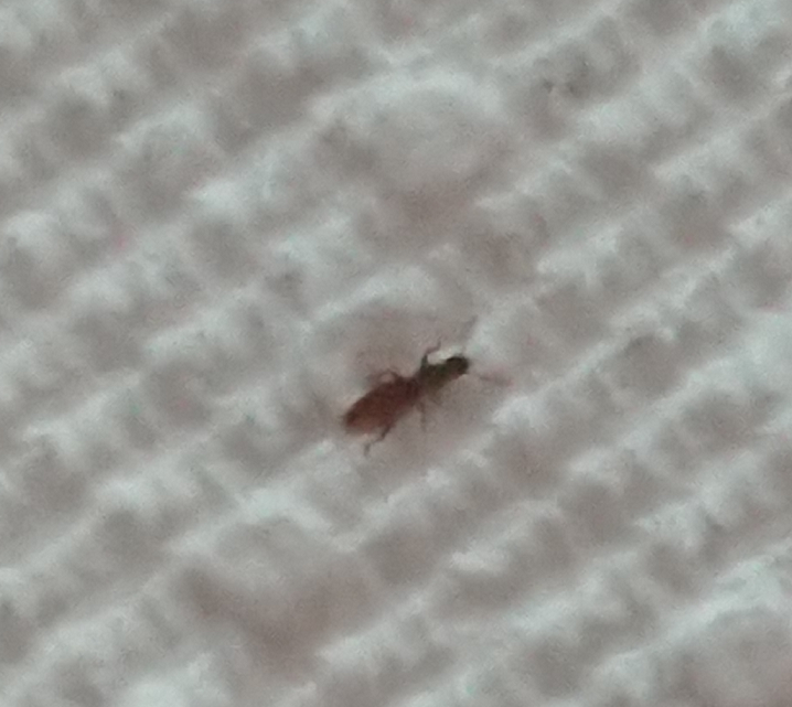 Saw-toothed and merchant grain beetles