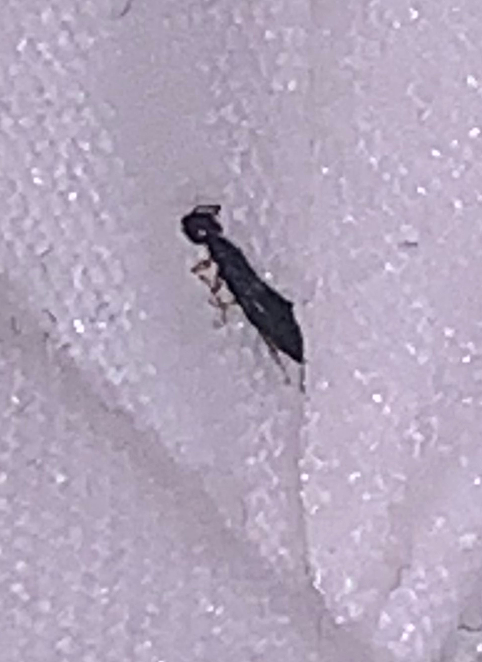 Rove beetle