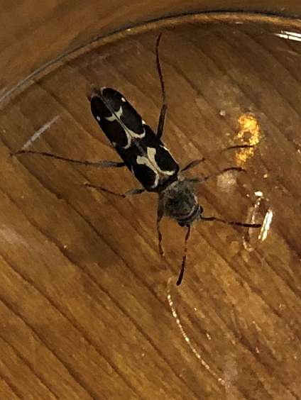 Long-horned wood-boring beetle