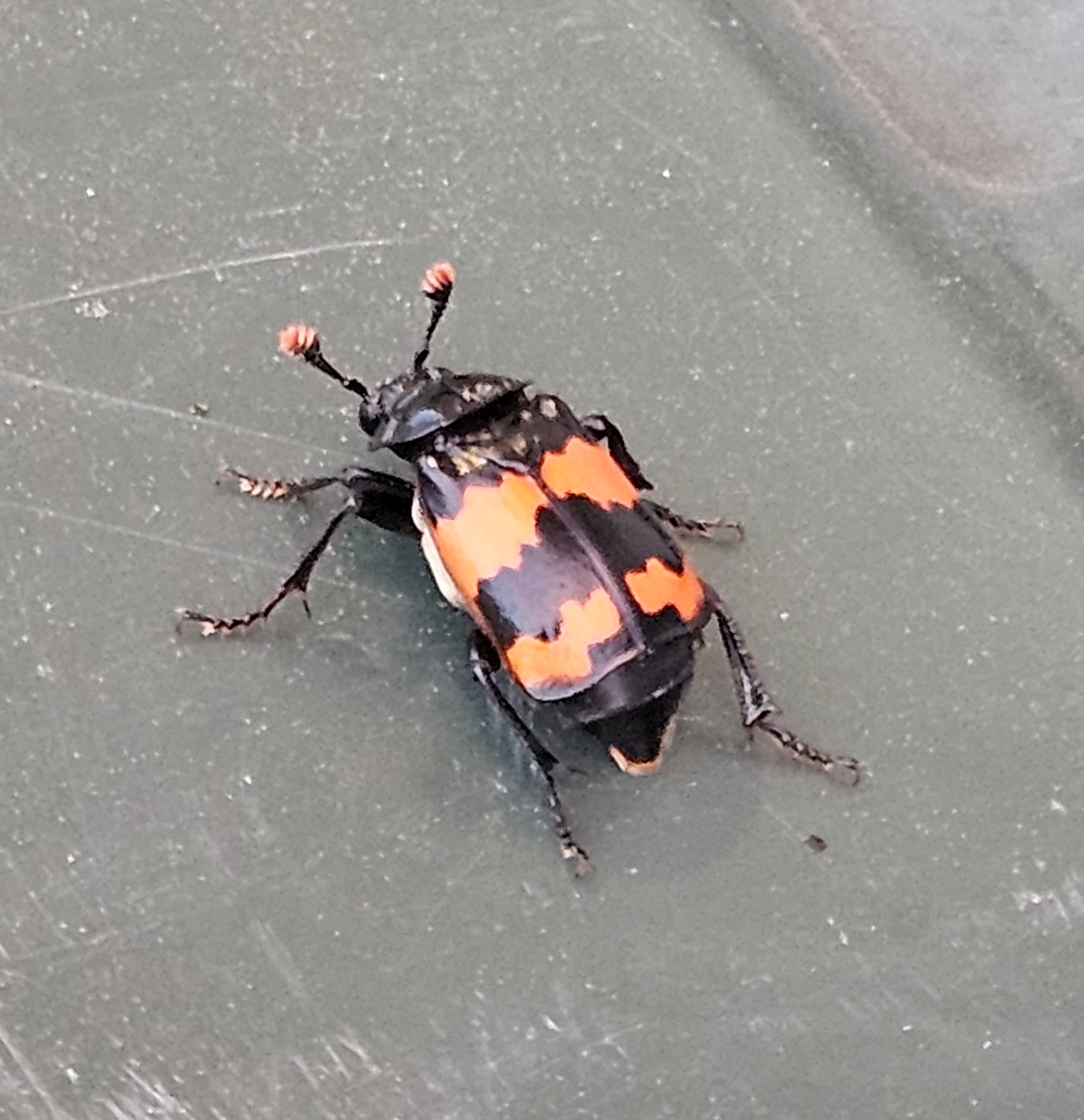 Sexton/burying beetle