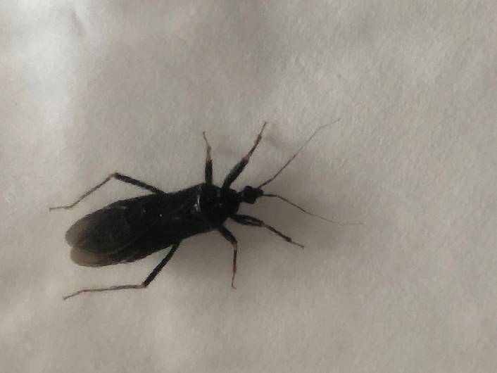 Assassin bug