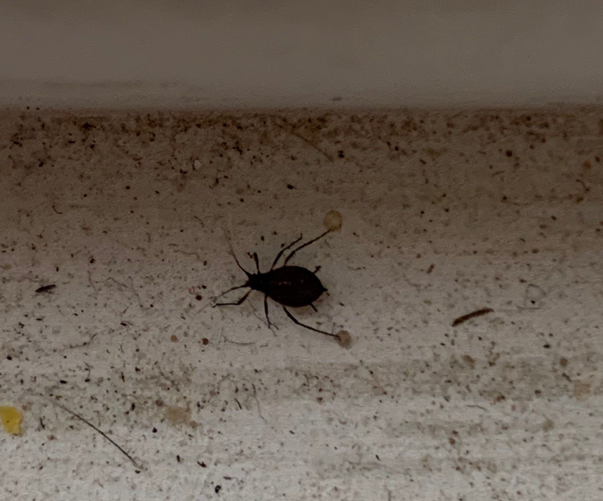 Aphid