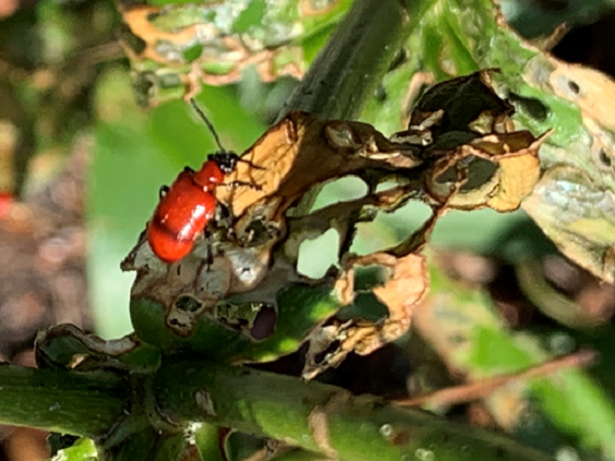 Lily leaf beetle