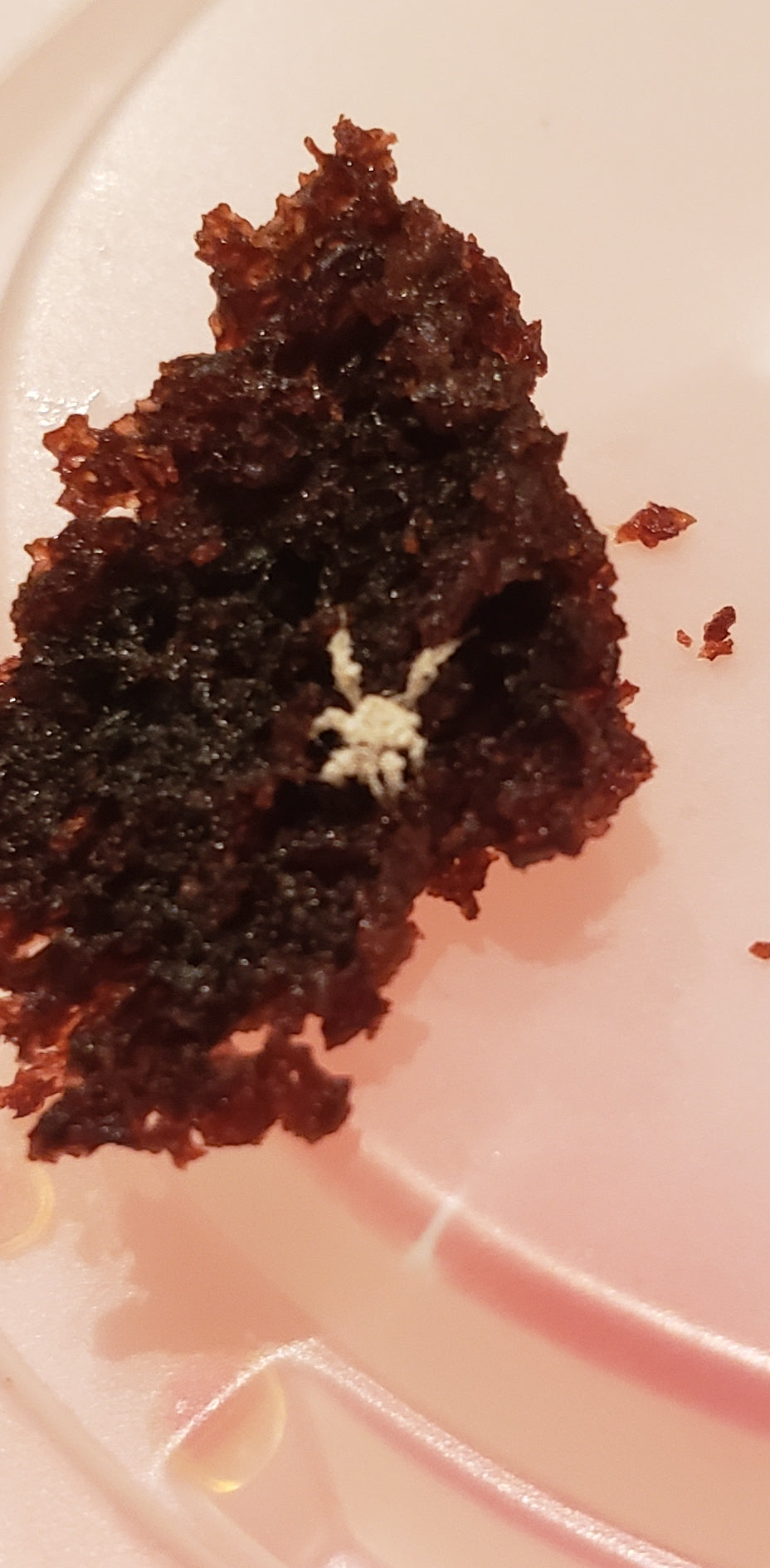 Nymph of an assassin bug